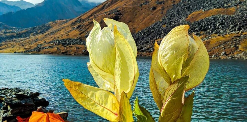 Tapovan Nandanvan Vasukital Trek