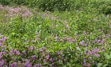 valley of flowers
