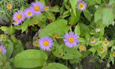 valley of flowers