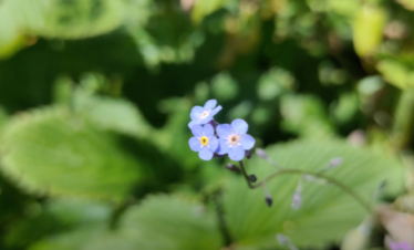 valley of flowers