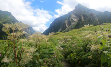 valley of flowers